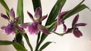 Зигопеталум цветет. Первое домашнее цветение зигопеталума. Зигопеталум уход в домашних условиях.