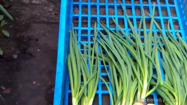 Лук сорта Центурион, на выгонку - видео 2013 года смотреть онлайн