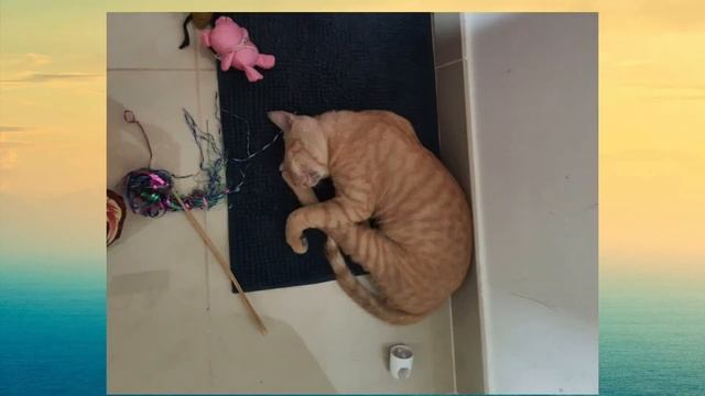 Cat Ginger's History смотреть онлайн