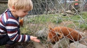 Super cute animals at the Stoney Oaks Wildlife Park