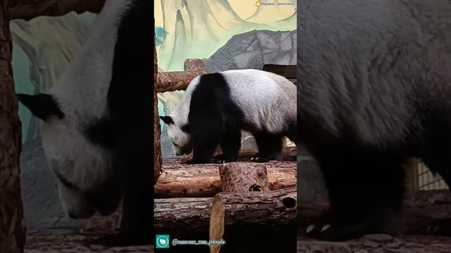 Панда Катюша - Диндин вышла на прогулку смотреть онлайн