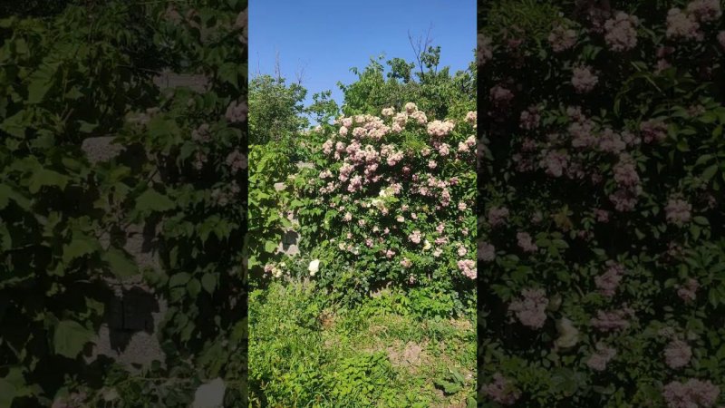 Роза Варбург через месяц от начала цветения в Узбекистане