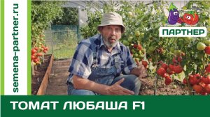 Ультраранний томат Любаша F1