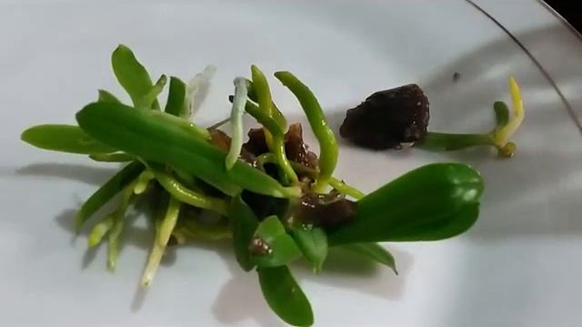 Deflasking orchid seedlings | How to remove baby orchids from Bottle (Flask) смотреть онлайн