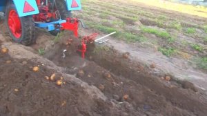 Картофелевыкапыватель ВСН-16 на высокой скорости с мотоблоком МТЗ 2023г.