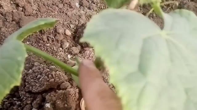 Как подвязывать огурцы, посынкование огурцов, огурцы в теплице, выращивание огурцов смотреть онлайн