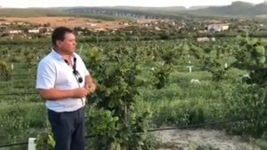 Фундук Трапезунд.В гостях у Ильяса Эмирсинова,КФХ "Ореховод-практик".
