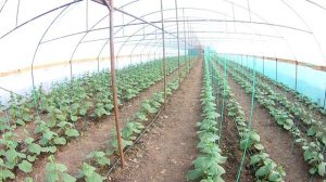 Огурчики посеянные  4 и 10 июля 2018 г, опять куполятся листья))