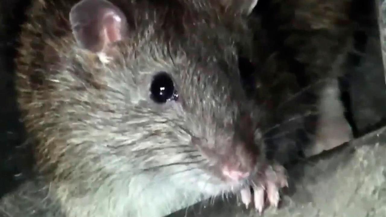В Нью-Йорке стали предлагать "крысиные туры"