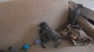 Тайский риджбек. Эти щенки продаются, тел. 8-800-30-222-09.