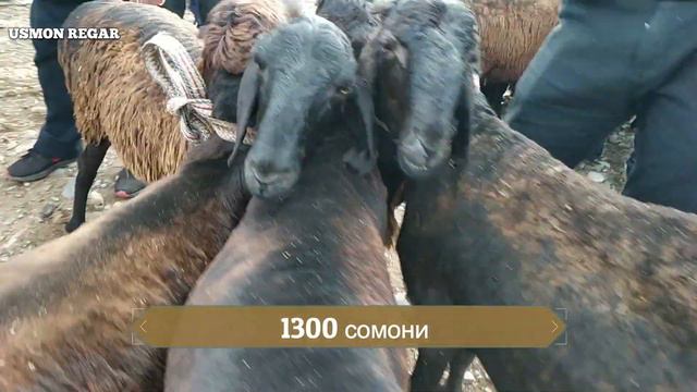 мол бозори чептура шахринав 06.06.2019 пайшанбе бозор