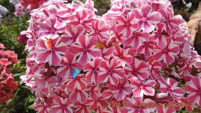Флокс пятнистый Наташа (phlox maculata) ? флокс Наташа обзор: как сажать саженцы флокса Наташа смотреть онлайн
