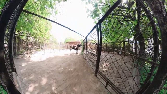 Ленинградский зоопарк. Прогулка. смотреть онлайн