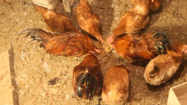 Витамины для кур смотреть онлайн