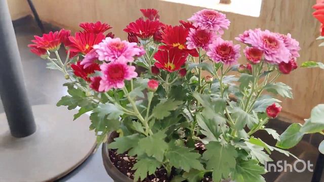Winter flowering plants repot and soil mix info смотреть онлайн