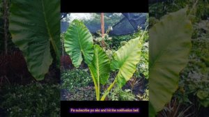 Alocasia plant