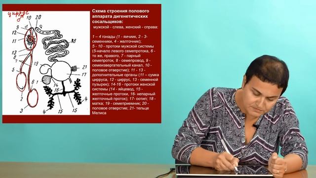 Зоология беспозвоночных. Трематоды (Часть 1)