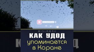 Как удод упоминается в Коране