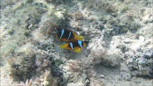 Adorable clownfish (Nemo) and sea anemone - Snorkeling at Fantazia resort, Marsa Alam, Egypt смотреть онлайн