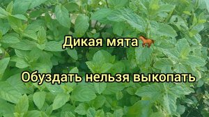 Будьте осторожны с мятой! Сбежит и не заметите. Мощные корни пролезут куда угодно