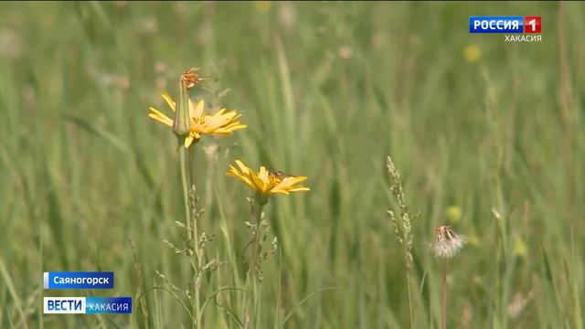 На территории Саянского алюминиевого завода разбили яблоневый сад смотреть онлайн