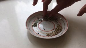 ФЛОКСЫ ОДНОЛЕТНИЕ. Как собрать семена. Размножение семенами