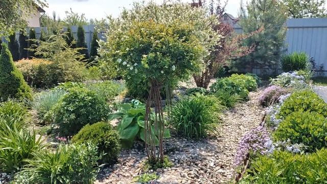 Спирея Сформированная в виде Деревца. Как выглядит через Год После Формировки #сад #спирея смотреть онлайн