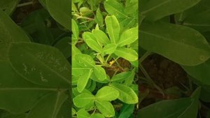 24 ноября 2022г. Выращивание арахиса в Беларуси