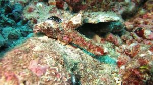 Шикарные плоские черви.