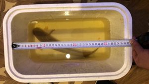 Змееголов ФИНАЛ! Последнее Видео Змееголова | Змееголов уезжает