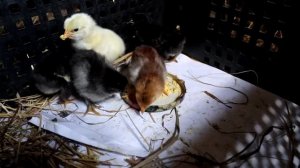 КАК ВЫГЛЯДЯТ ОДНОДНЕВНЫЕ ЦЫПЛЯТА/У НАС РОДИЛИСЬ ЦЫПЛЯТА. #цыплята#яйцо#влог