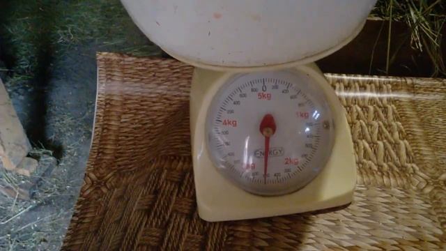 Вес кролика в 4 месяца,хорошая тушка. смотреть онлайн