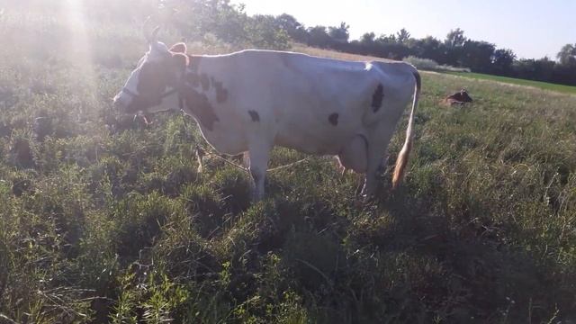 Почему лучше крыть быком с каталога,чем своим от искусственного осеменения? смотреть онлайн