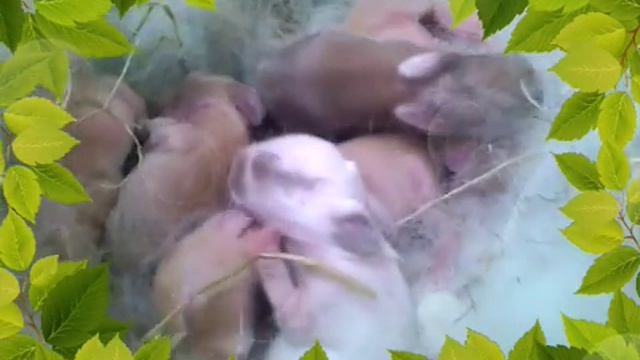 Новорожденные крольчата (декоративные) 5 дней