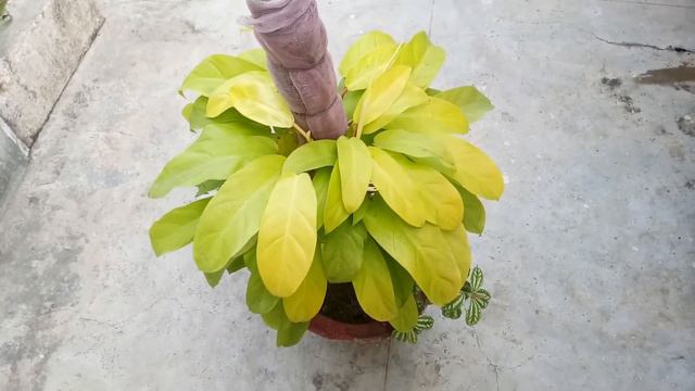 Care tips of Philodendron Golden and🌱 Nursary se kese plant Ka Selection kre смотреть онлайн