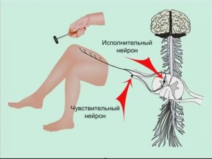 РЕФЛЕКС и РЕФЛЕКТОРНАЯ ДУГА