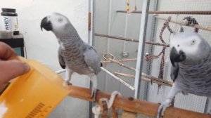 Попугаи Жако. кормление фруктами, Graupapagei .Obst Füttern