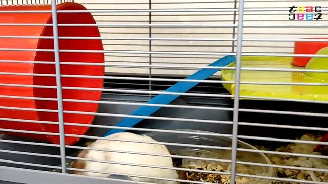 ХОМЯЧЬЯ ЖИЗНЬ / ЖИВОТНЫЕ ПОРТЯТ МЕБЕЛЬ / КАК ОТУЧИТЬ СИРИЙСКОГО ХОМЯКА ГРЫСТЬ ПОСТЕЛЬ смотреть онлайн