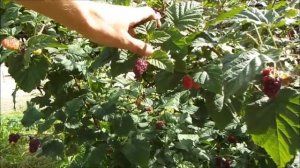 Ежемалина Tayberry Medana