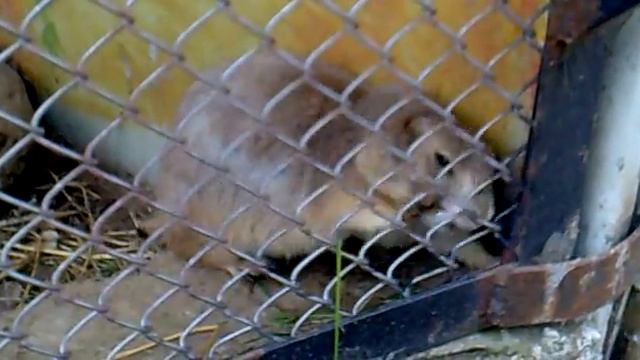 Луговая собачка. Животное луговая собачка. Чернохвостая луговая собачка. Луговая собачка видео смотреть онлайн