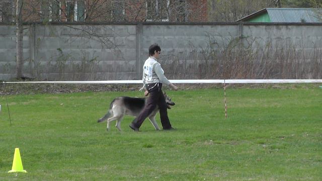 Чемпионат Московской области 2016 г. по ОКД и ЗКС. смотреть онлайн