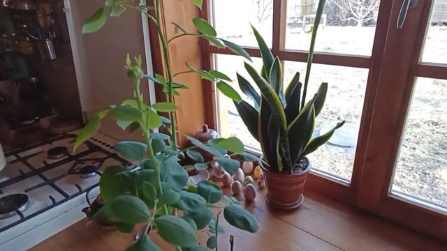 Сохраняю розу до высадки в грунт. Убираю бутоны как и зачем?часть 2