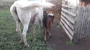 в Башкирии Медведь до мяса расцарапал лошадь с жеребенком