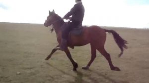 Испытание иноходца "Жест"