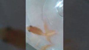 Золотая рыбка в бокале.Goldfish in the glass.(Carassius auratus)