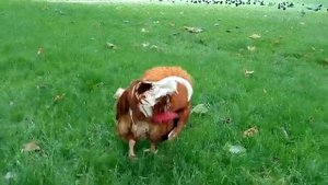 Rooster crowing in the early morning - Rooster wake up call in the morning !