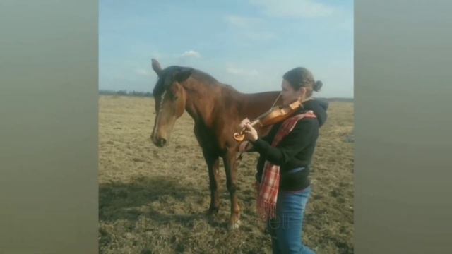 Скрипка и лошади смотреть онлайн