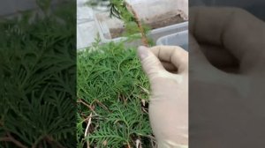 Размножение черенками туи в домашних условиях