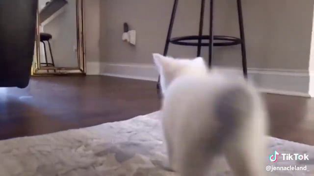 Очень смешные приколы про людей 😂 про животных🤣 смотреть онлайн