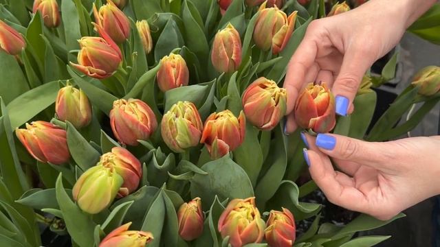 Обзор новых сортов пионовидных тюльпанов смотреть онлайн